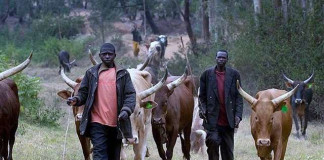 Miyetti Allah blames herdsmen crisis on porous borders