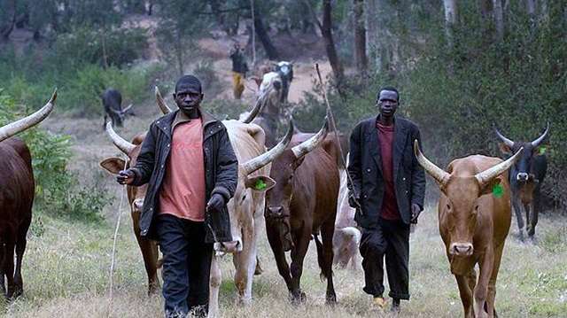 Miyetti Allah blames herdsmen crisis on porous borders