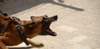 Family dog mauls four year old to death