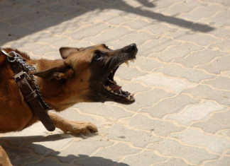 Family dog mauls four year old to death