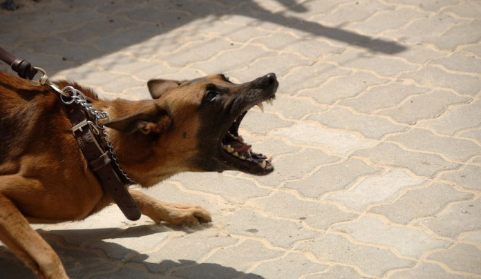 Family dog mauls four year old to death Family dog mauls four year old to death