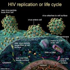 Research revealing new HIV prevention options – IAS