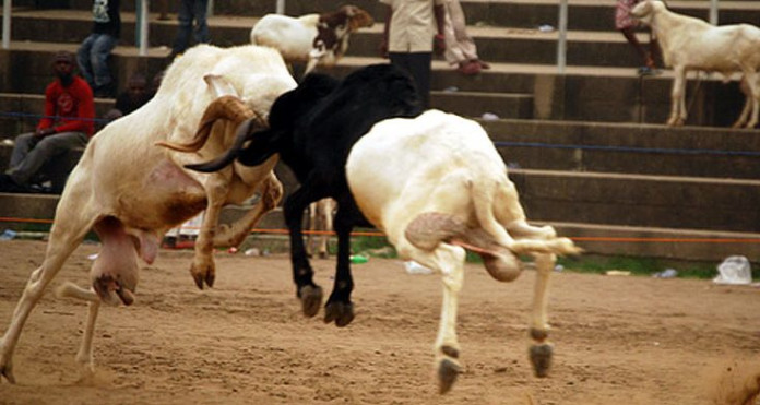 rams SPECIAL REPORT: Ram fight: Sport against Islamic injunction