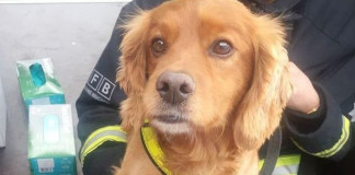 CIA sacks bomb-sniffing dog, Lulu