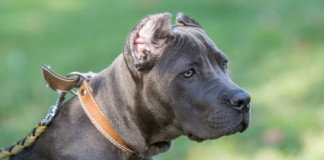 'Absolutely grisly.' A woman was mauled to death by her own dogs
