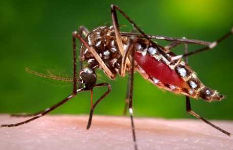 How toothpaste ingredient fights malaria