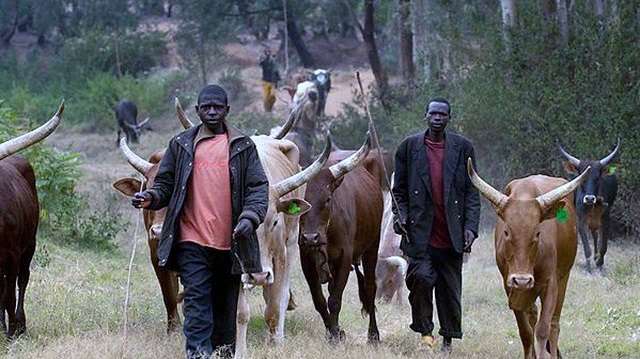 Herdsmen-farmers clash: 3,000 bandits surrender