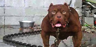 Dog sentenced to death for killing owners