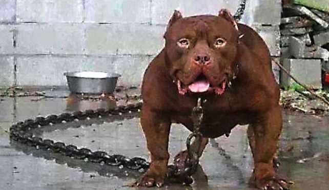 Dog sentenced to death for killing owners