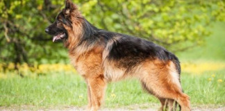 Mother, son killed by own dog