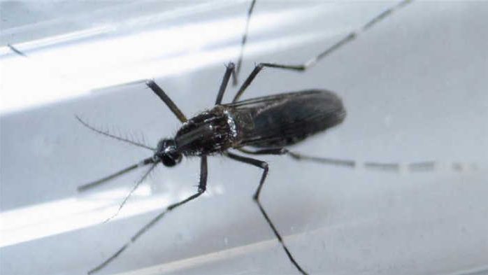FG to borrow $300m to eliminate malaria