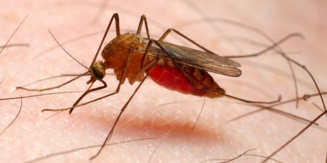 Fight against Malaria; ExxonMobil, Aliko Dangote, Access Bank and others receive Leadership Awards