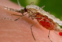 World Malaria Day: NGOs organise free medical outreach