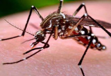 Malaria: Stop self-medication