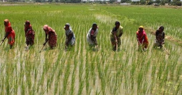 NCRI, AfricaRice introduce flood tolerant rice varieties