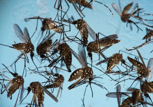 First malaria drug in 60 years given approval