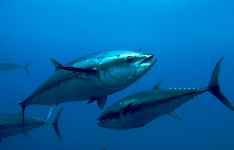 Water bodies can’t sustain world fish consumption –UN