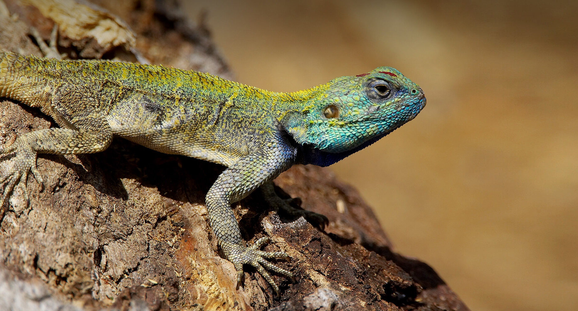 Drug Abuse: Nigerians now sniff Lizard excrement- Health Minister
