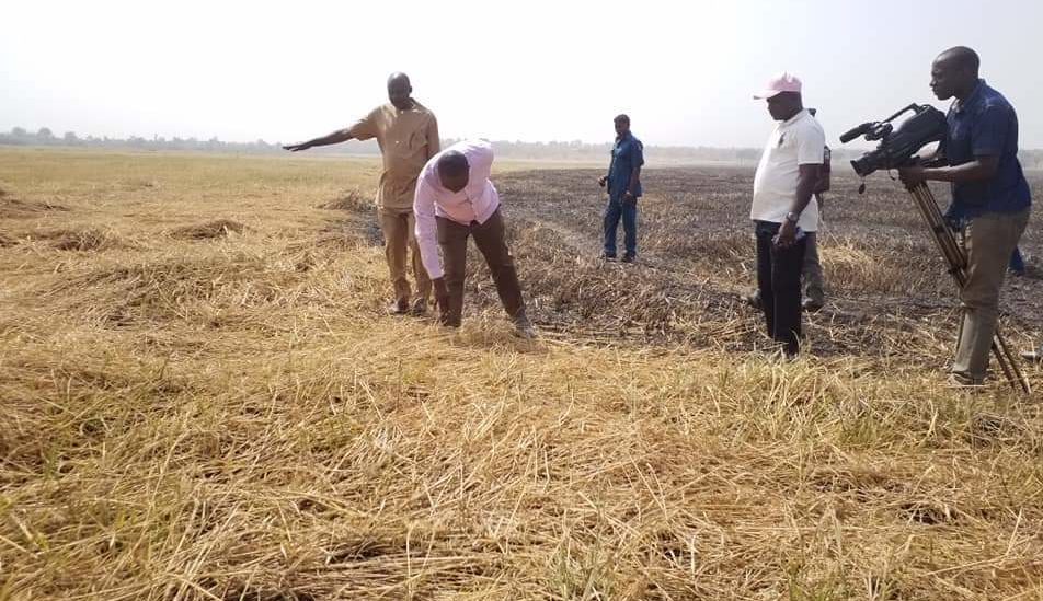 Destroying Gov Ortom Rice farm A Threat To Food Security