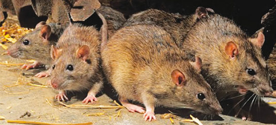Lassa Fever Kills 15 Persons, 102 Infected in Two Months in Ondo