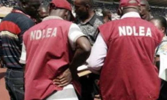 NDLEA Arrests Drug Kingpin with 149 Kilograms of Marijuana in Kebbi