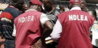 NDLEA Arrests 59 Drug Dealers in Kebbi