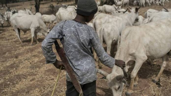 Herders TNE Herders-farmers Conflicts: Miyetti Allah Calls for Collaboration Among Religious Leaders