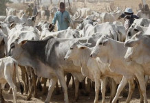 BREAKING: Federal Government Suspends Planned RUGA Programme