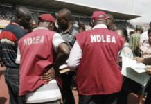 Buhari Approves Recruitment of 5,000 Personnel for NDLEA