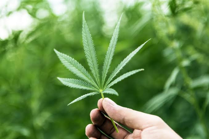 NDLEA Uncovers, Destroys 2 Hectares Of Cannabis Farms In Edo
