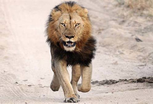 Kano Lion: Zoological Garden Awaits Arrival Of Reinforcement From Abuja