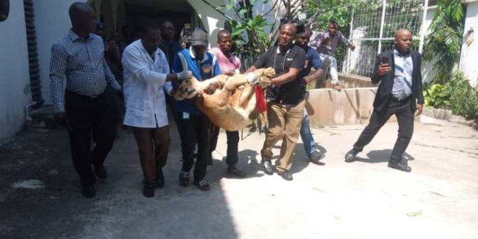 Lion evacuated from VI Lagos Evacuates Lion From Residential Home In Victoria Island