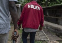 Imo NDLEA Confirms Arrest Of Alleged Notorious Drug Dealer