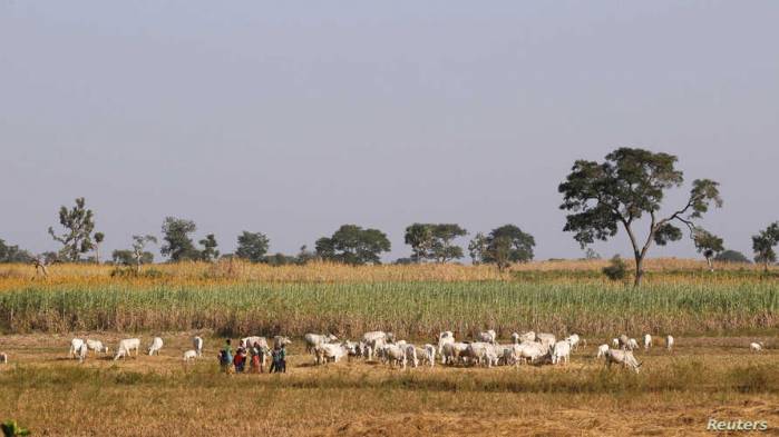 Boko Haram Insurgents Kill 19 Cattle Fulani Herders - Sources