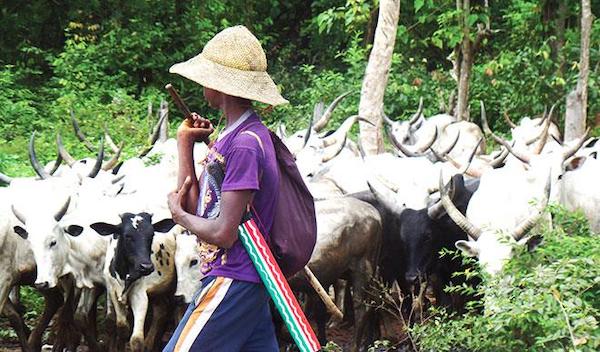 Anti-grazing Law: Herdsmen Sue Oyo Govt, Ask For N100,000 Damages
