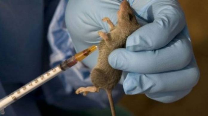 Lassa fever Plateau Records 5 Cases Of Lassa Fever – Commissioner