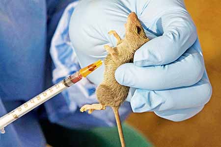 Lassa Fever: Borno Govt. Confirms One Dead, Investigates 3 Suspected Cases