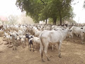 Ortom Charges Livestock Guards To Impound Any Livestock Grazing Openly