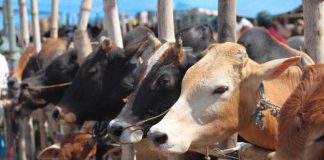 Zamfara Govt Uncovers Hideouts For Stolen Cows