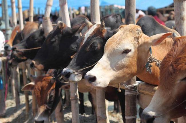 Zamfara Govt Uncovers Hideouts For Stolen Cows