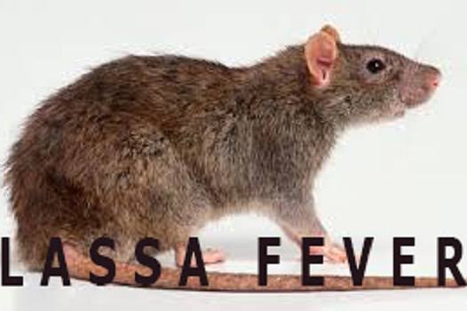 Kaduna Govt Confirms New Case Of Lassa Fever