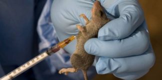 16 States Record 103 Deaths From Lassa Fever