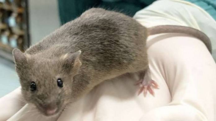 mousepupsbor-1280x720 Hantavirus: Man In China Tests Positive After Dying Of Infection Spread By Rodents