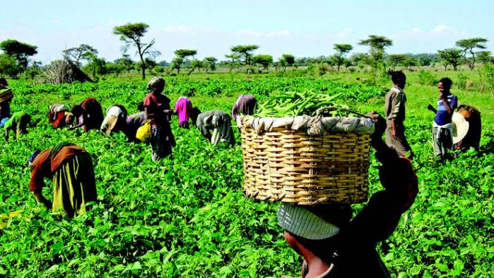 Women Farmers Call For More Budgetary Allocation To Agriculture By FCT