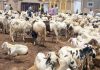 Eid-el-Kabir: Zamfara APC purchases over 1,000 rams, 200 cows for members