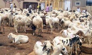 Eid-el-Kabir: Zamfara APC purchases over 1,000 rams, 200 cows for members