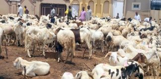 Eid-el-Kabir: Zamfara APC purchases over 1,000 rams, 200 cows for members