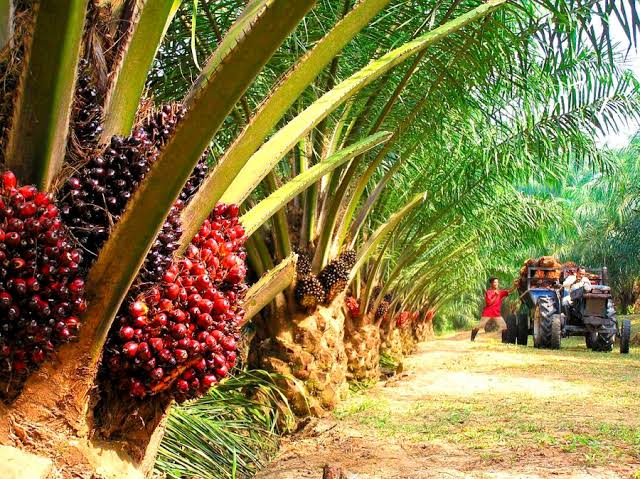 Nigeria Imports $500m Worth Of Palm Oil Annually – FG