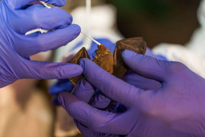 Scientists Find 92% Twin Of Novel Coronavirus In Cambodian Bat Samples – Study