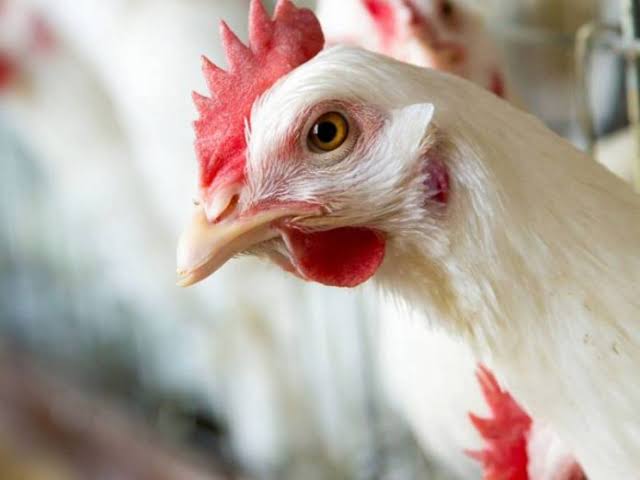 Hong Kong Suspends Importation Of Poultry Products